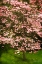 Picture of FESTIVE DOGWOOD