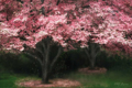 Picture of PINK DOGWOOD II