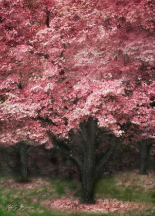 Picture of PINK DOGWOOD III
