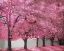 Picture of BLOSSOM HEAVEN I