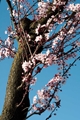Picture of CHERRY BLOSSOM III