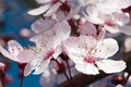 Picture of CHERRY BLOSSOM II