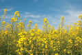 Picture of CANOLA BLOSSOMS