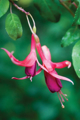 Picture of FUCHSIA BLOOM III