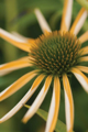 Picture of ECHINACEA II