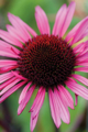 Picture of ECHINACEA III