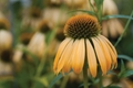 Picture of ECHINACEA VII