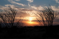 Picture of OCOTILLO CACTUS II