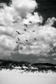 Picture of PELICANS OVER DUNES V