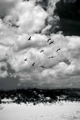 Picture of PELICANS OVER DUNES VI