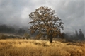 Picture of FIELD OF GOLD