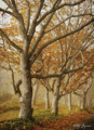 Picture of IN THE MIST I