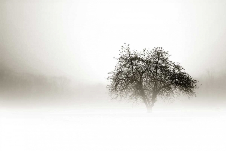 Picture of IN THE MIST I