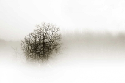 Picture of IN THE MIST II