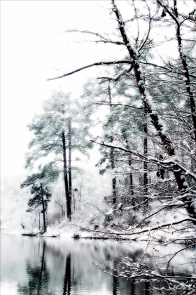 Picture of SHELLY LAKE IN WINTER I