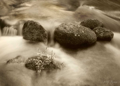 Picture of SEPIA WATERS VI