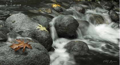 Picture of SILVER FALLS II