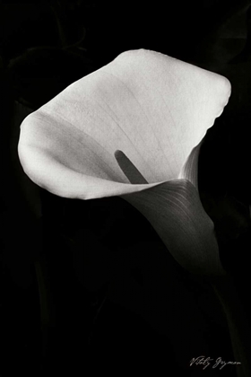 Picture of CALLA LILY II