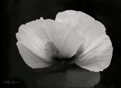 Picture of NIGHT POPPY II