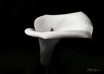 Picture of CALLA LILY III
