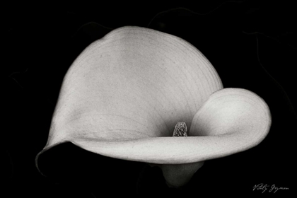 Picture of CALLA LILY IV