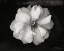 Picture of WILD ROSE