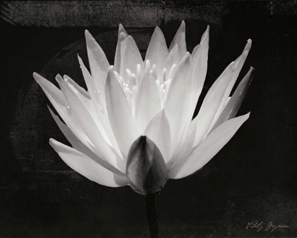 Picture of GLOWING LOTUS I