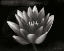 Picture of GLOWING LOTUS II