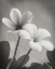 Picture of PLUMERIA II