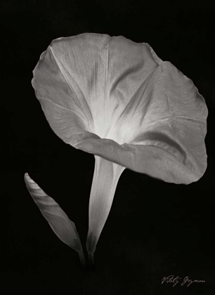 Picture of MORNING GLORY I
