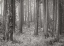 Picture of PINE TREE GROVE II BANDW
