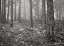 Picture of PINE TREE GROVE III BANDW