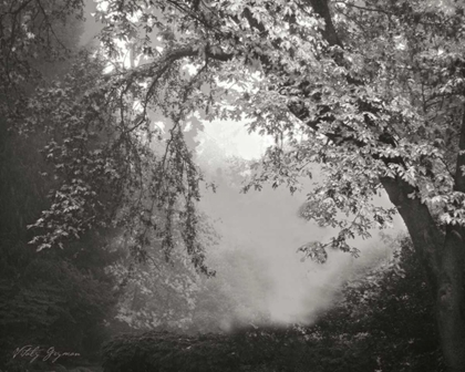 Picture of MISTY ARCH TREE BANDW