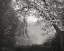 Picture of MISTY ARCH TREE BANDW