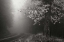 Picture of MISTY YELLOW TREE BANDW