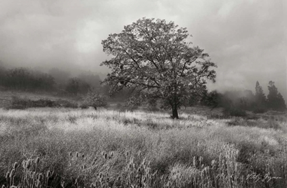 Picture of FIELD OF GOLD BANDW