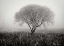 Picture of TRANQUILITY III BANDW