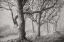 Picture of TREE IN THE MIST BANDW