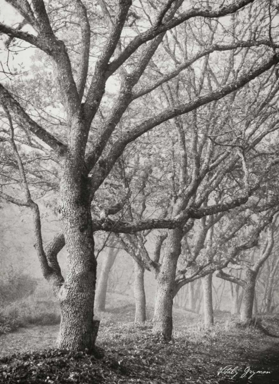 Picture of TREE IN THE MIST V BANDW