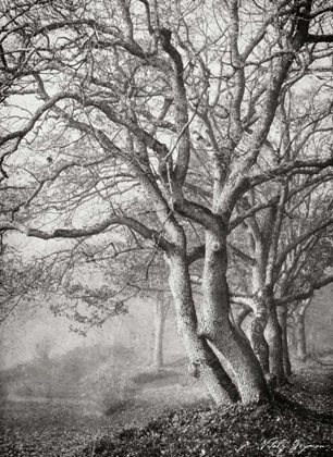 Picture of TREE IN THE MIST VI BANDW