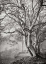 Picture of TREE IN THE MIST VI BANDW