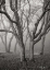 Picture of MISTY DANCE II BANDW