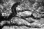 Picture of COAST LIVE OAK I