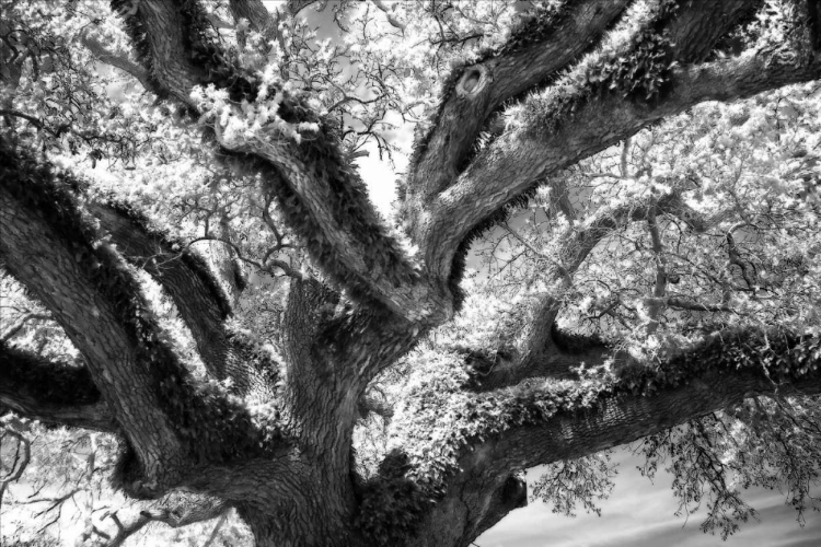 Picture of COAST LIVE OAK II