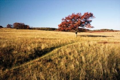 Picture of AUTUMN MEADOW I