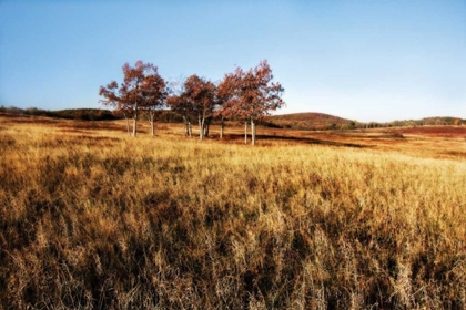 Picture of AUTUMN MEADOW II