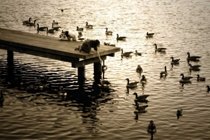 Picture of FEEDING THE GEESE II