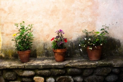 Picture of FLOWERS ON A WALL