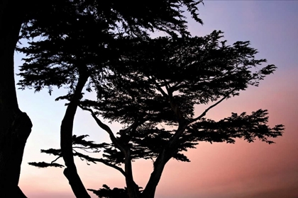 Picture of CYPRESS SILHOUETTE I