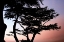 Picture of CYPRESS SILHOUETTE I